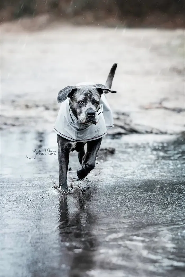 Kentucky Dog Raincoat Dusty Blue